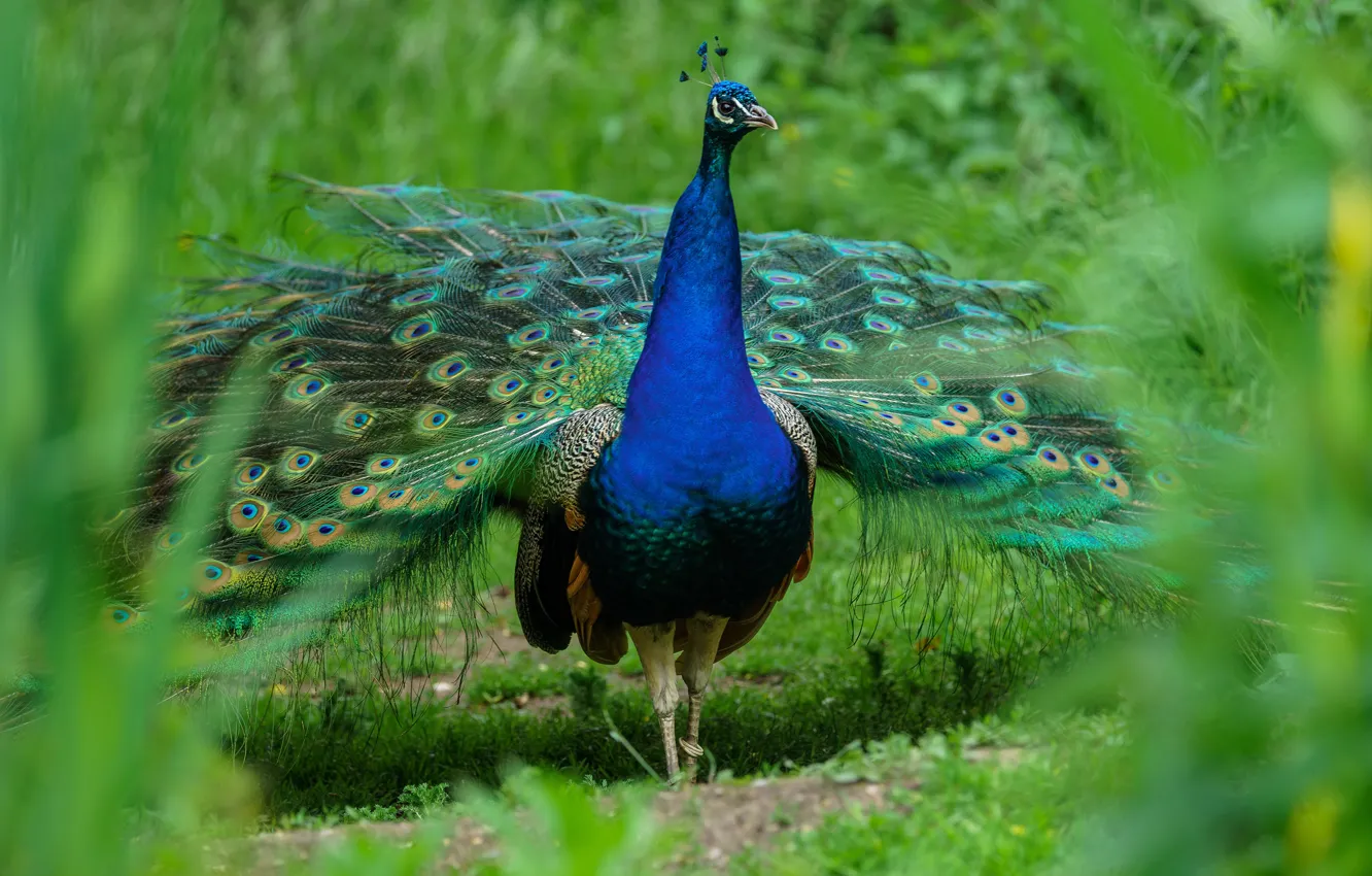 Photo wallpaper nature, bird, tail, peacock, walk