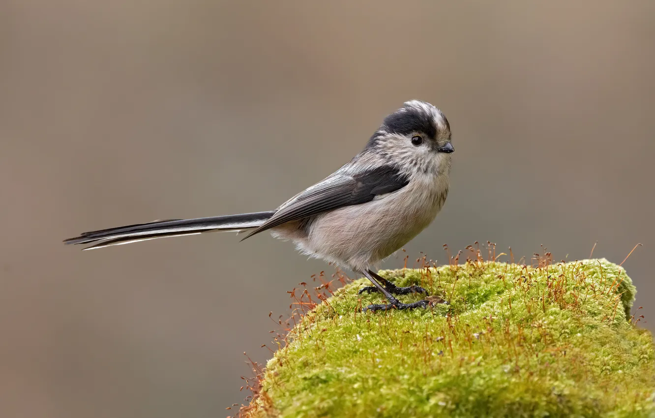 Photo wallpaper bird, long-tailed tit, bird, polovnik