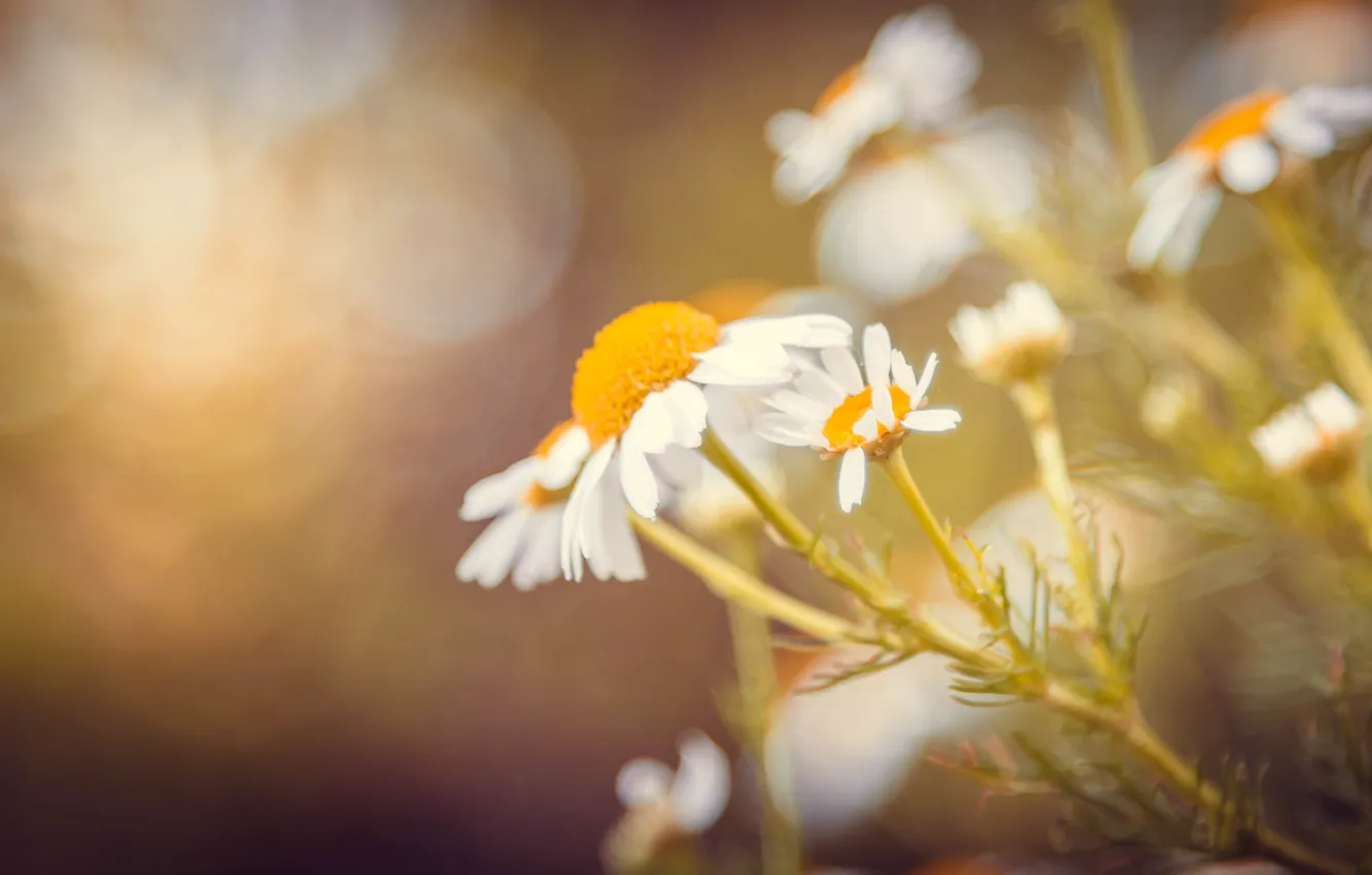 Photo wallpaper greens, summer, macro, flowers, stones, chamomile