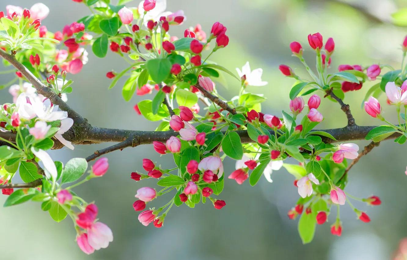 Photo wallpaper leaves, flowers, branches, cherry, spring, garden