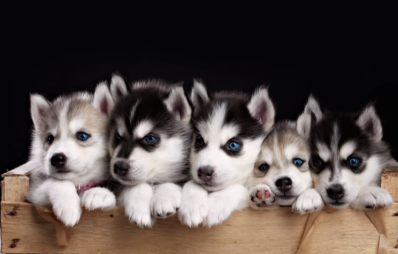 Photo wallpaper puppies, husky, faces