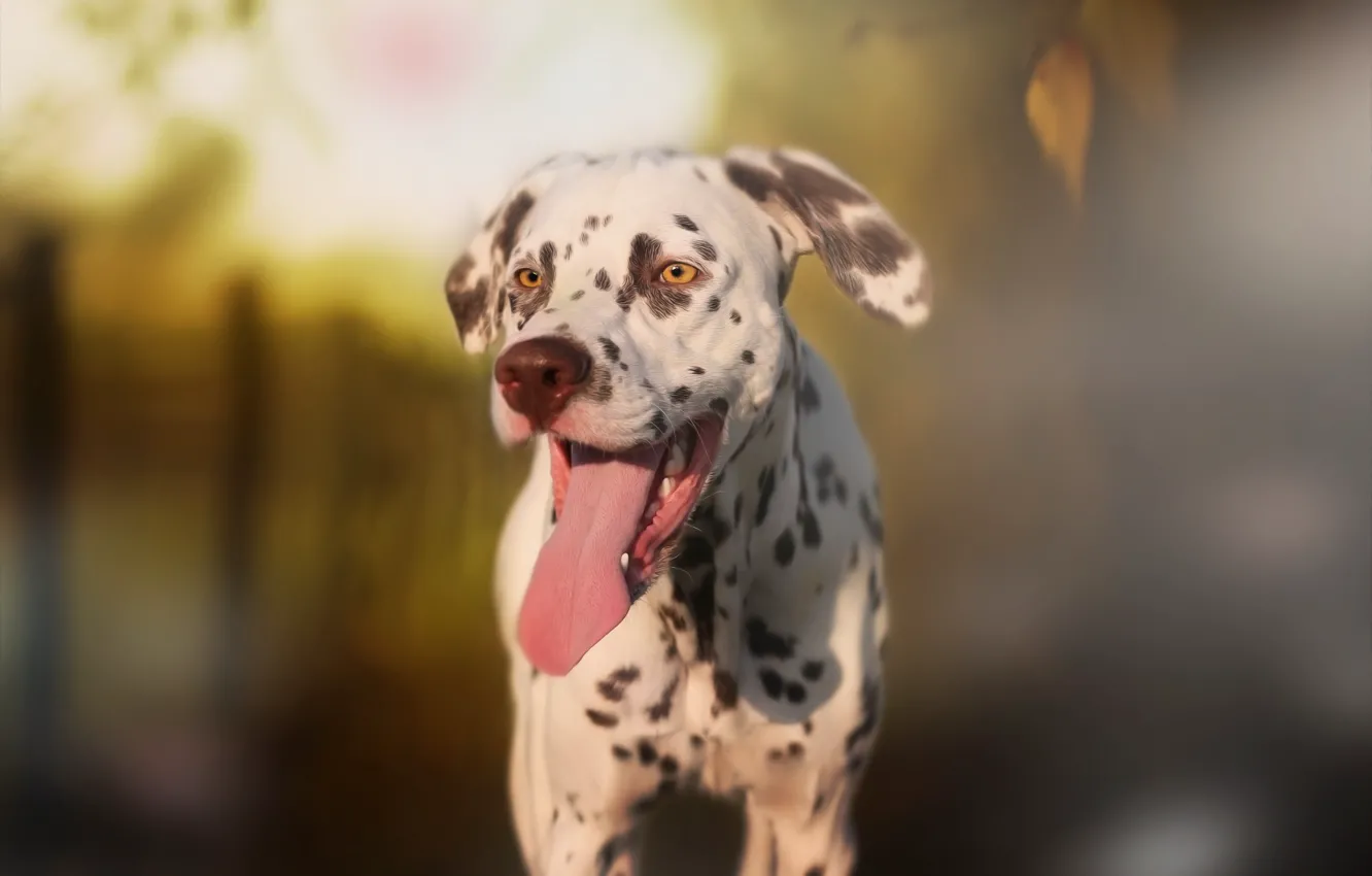 Photo wallpaper language, background, each, dog