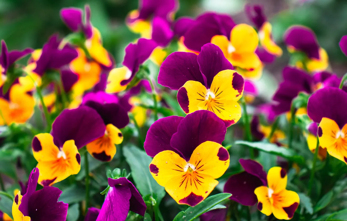 Photo wallpaper flowers, bright, yellow, Pansy, flowerbed, lilac, bokeh, two-tone