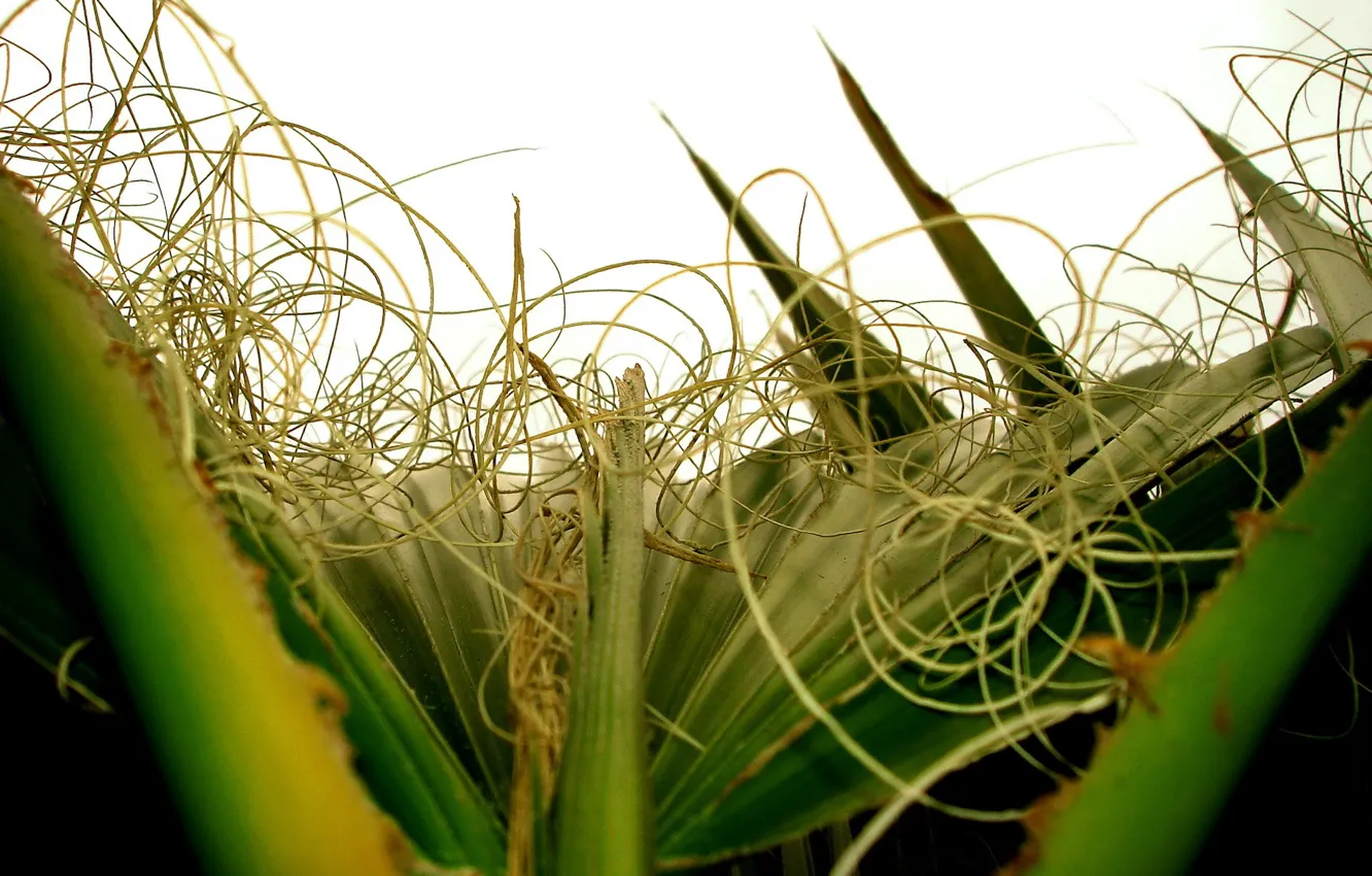 Photo wallpaper leaves, curls, plant