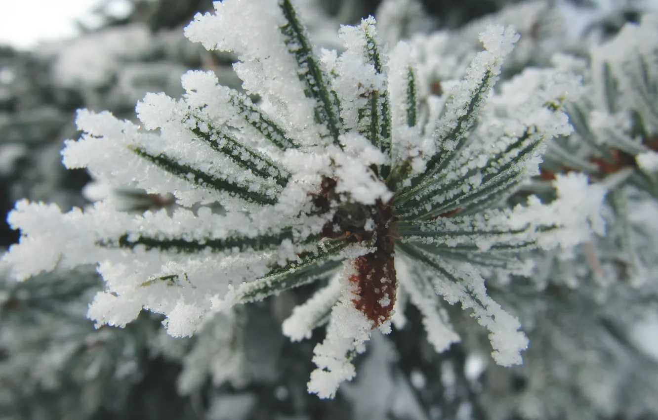 Photo wallpaper winter, snow, spruce, branch, frost