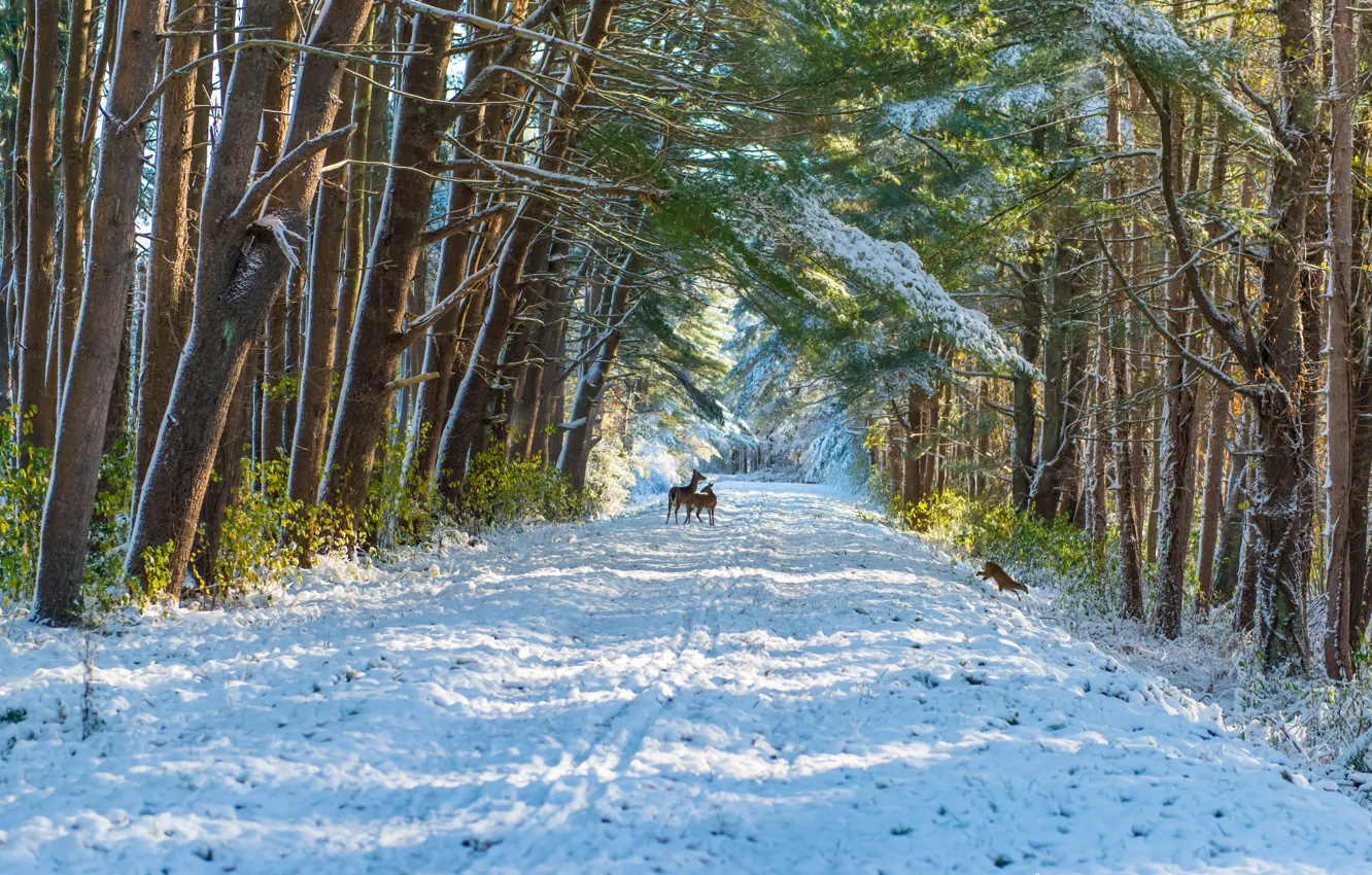 Photo wallpaper winter, frost, road, forest, light, snow, trees, branches