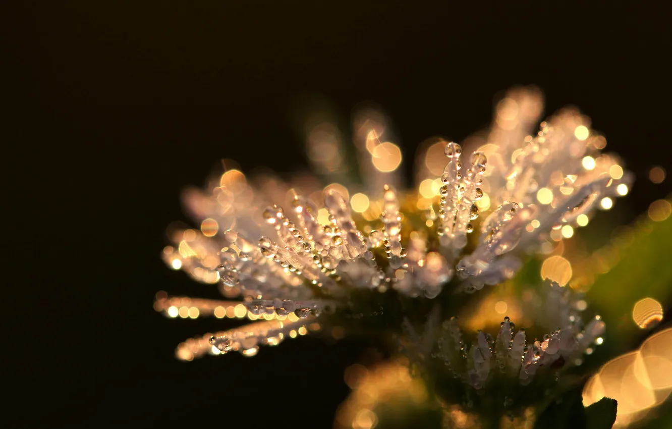 Photo wallpaper macro, flowers, Rosa, plant, chamomile