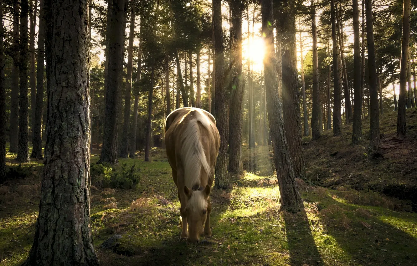 Photo wallpaper forest, nature, horse