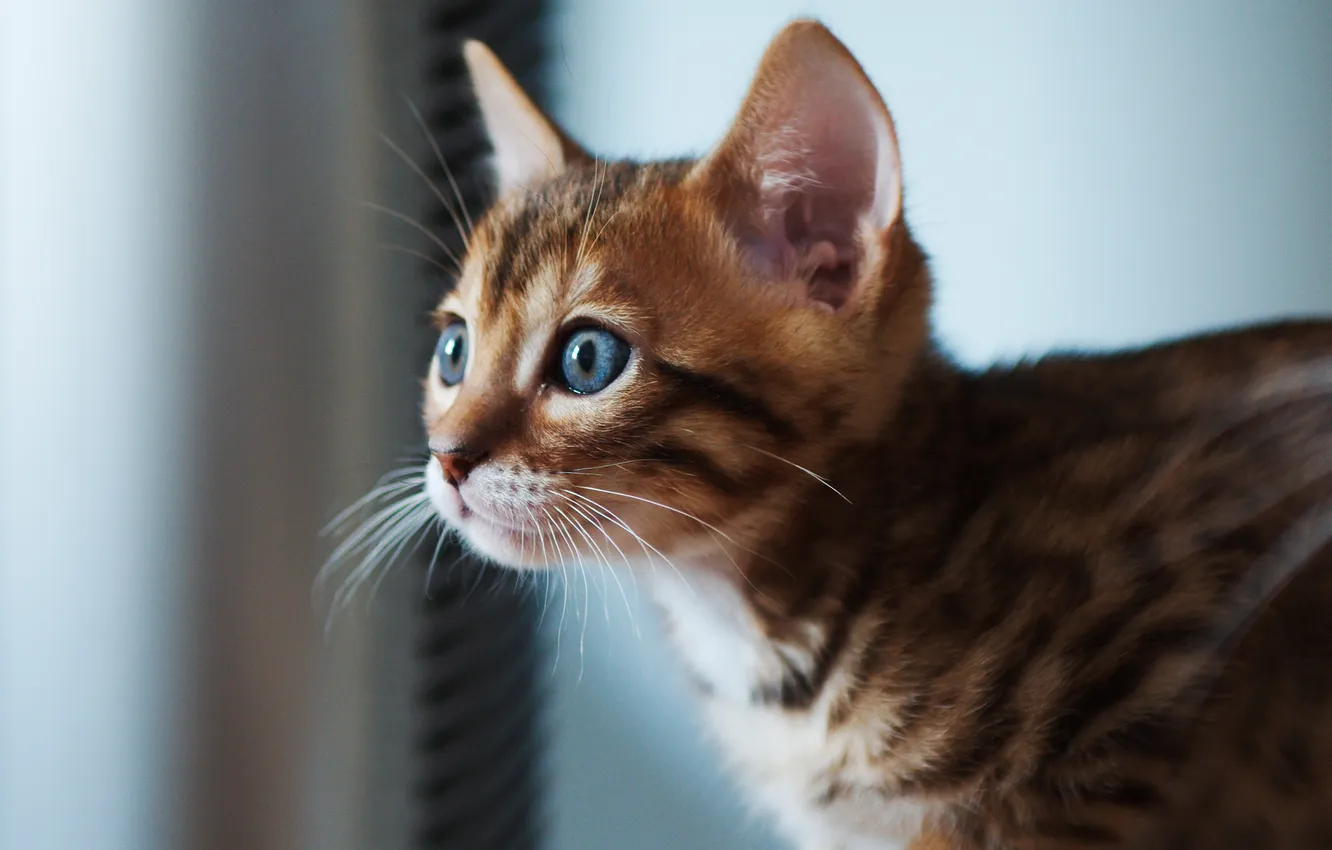 Photo wallpaper cat, look, kitty, focus
