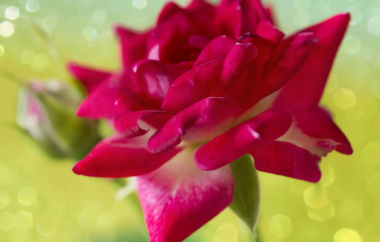 Photo wallpaper macro, roses, petals