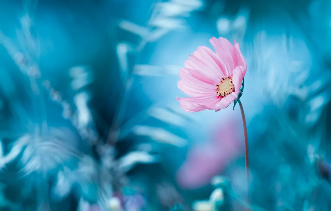 Photo wallpaper flower, background, bokeh