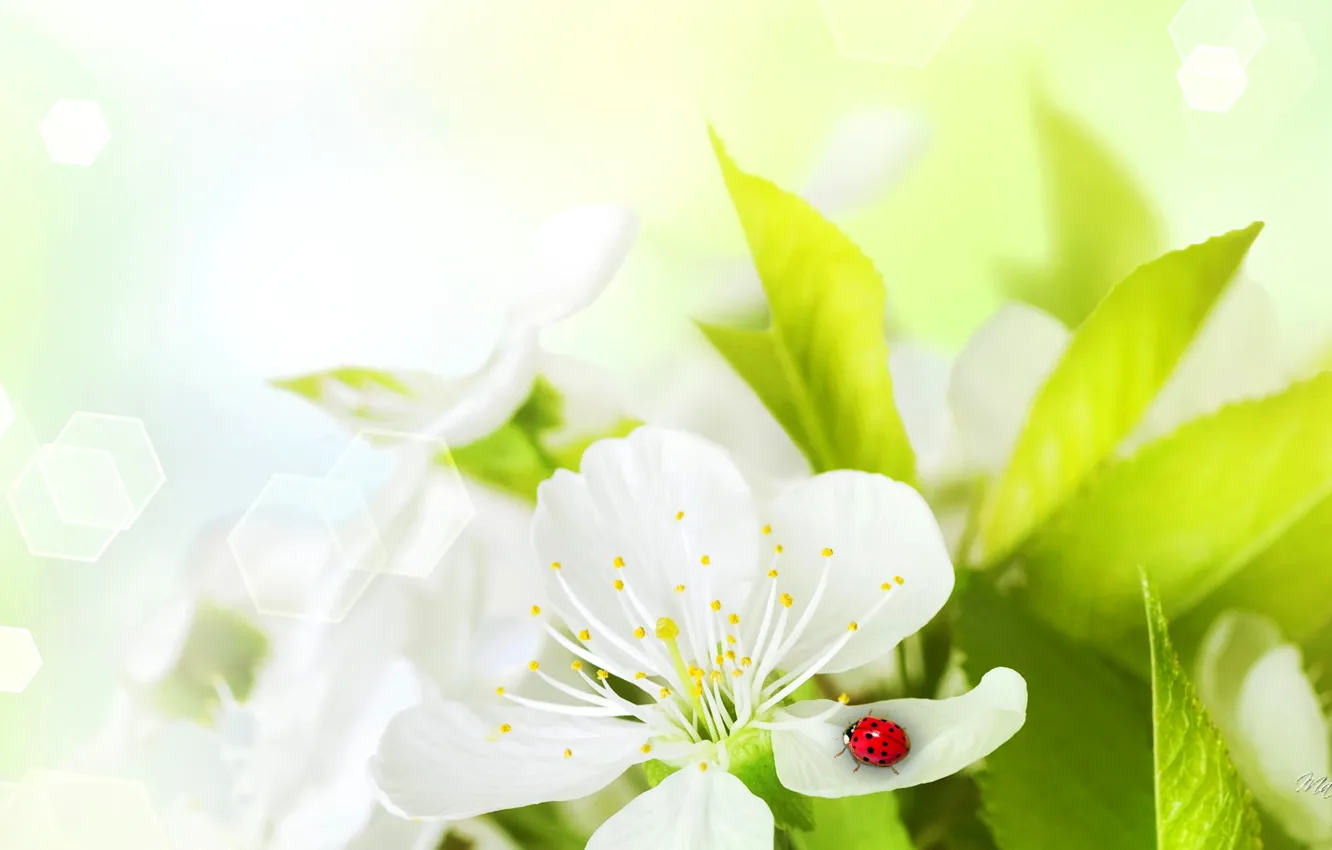 Photo wallpaper flower, ladybug, petals, insect