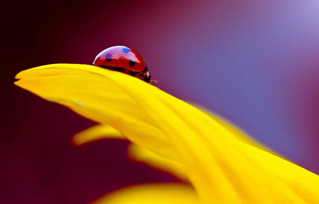 Photo wallpaper flowers, yellow, ladybug, petals, insect