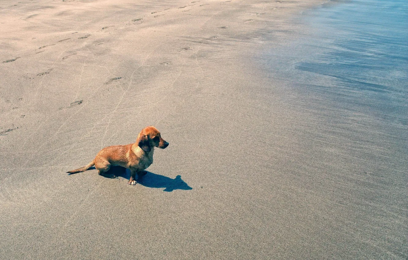 Photo wallpaper beach, water, dog, sand, dachshund