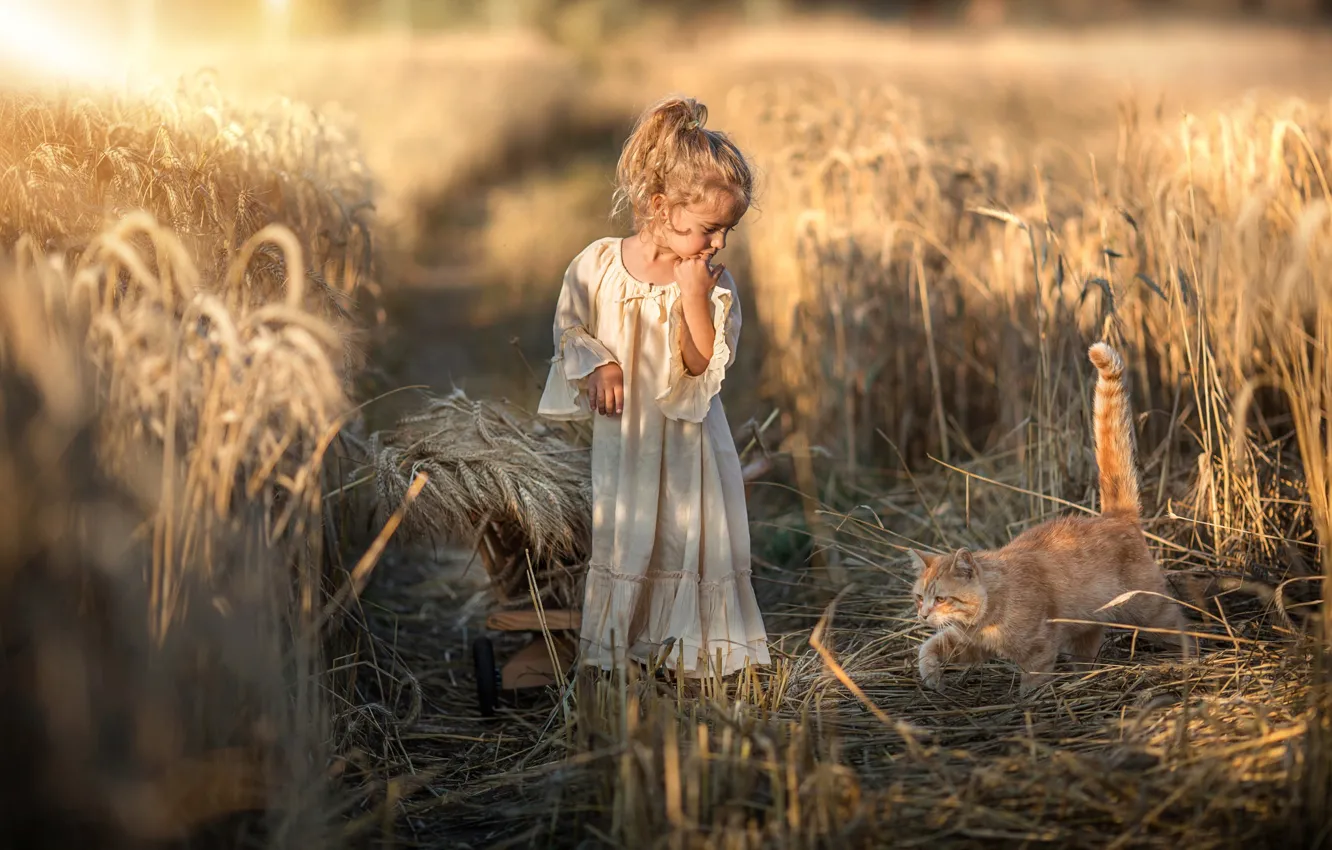 Photo wallpaper field, autumn, cat, white, summer, cat, look, light