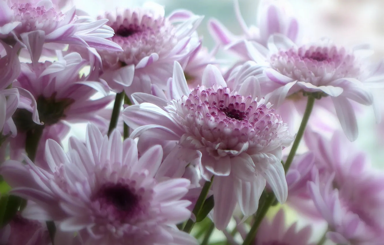Photo wallpaper macro, petals, pink, gerbera