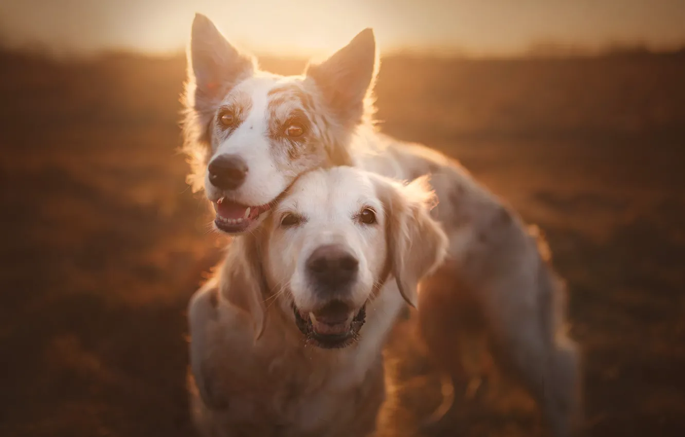 Photo wallpaper friends, two dogs, Golden Retriever, Golden Retriever, The border collie