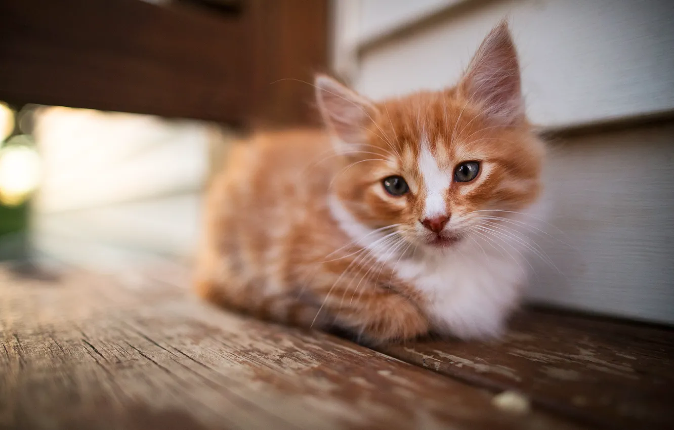 Photo wallpaper cat, look, pose, background, wall, Board, blur, fluffy