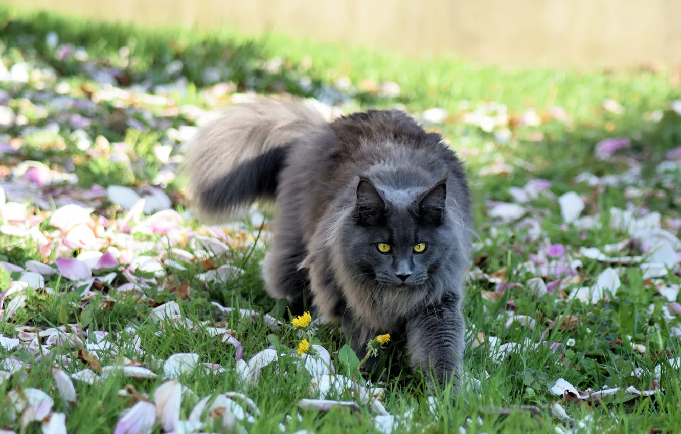 Photo wallpaper cat, grass, cat, look, face, light, flowers, nature