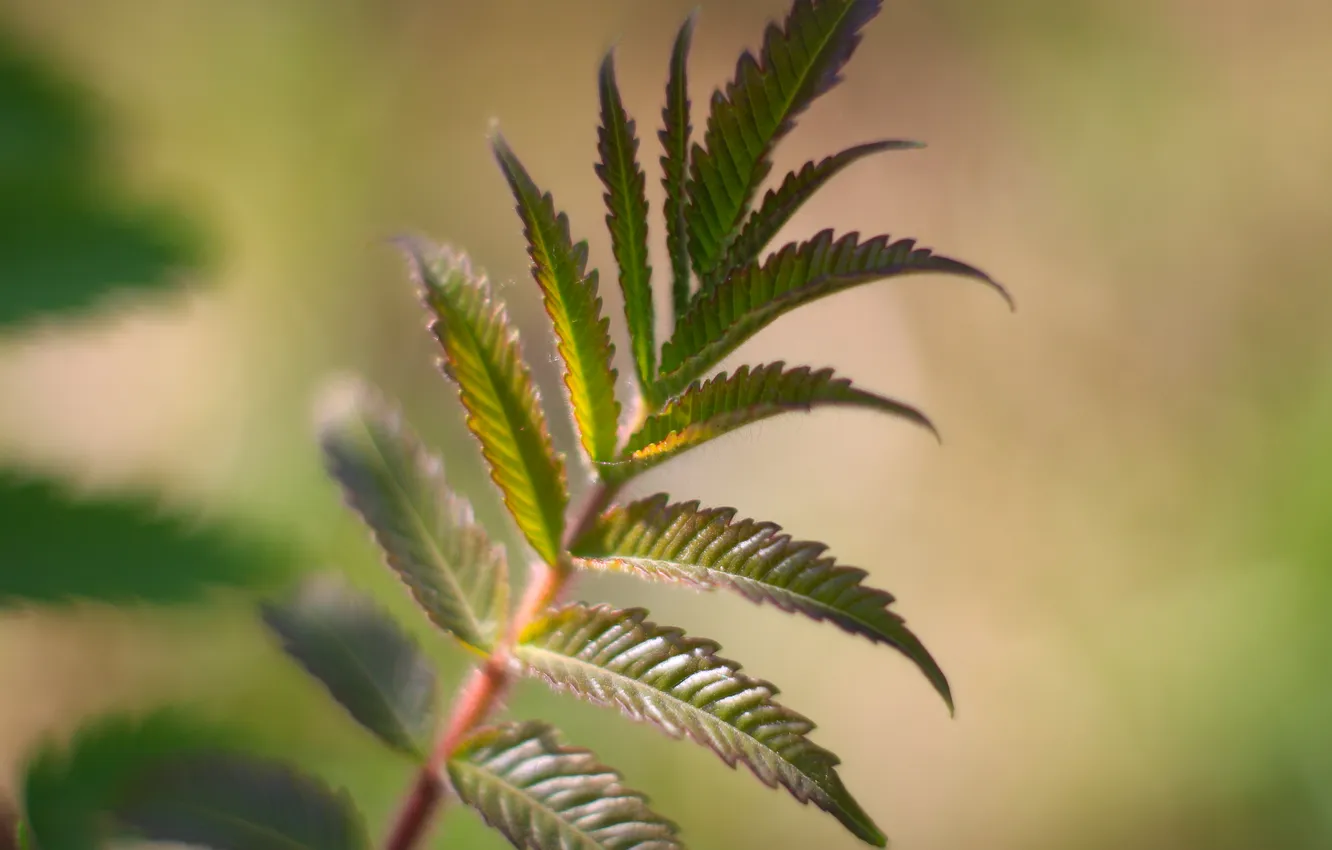 Photo wallpaper green, leaf, plant