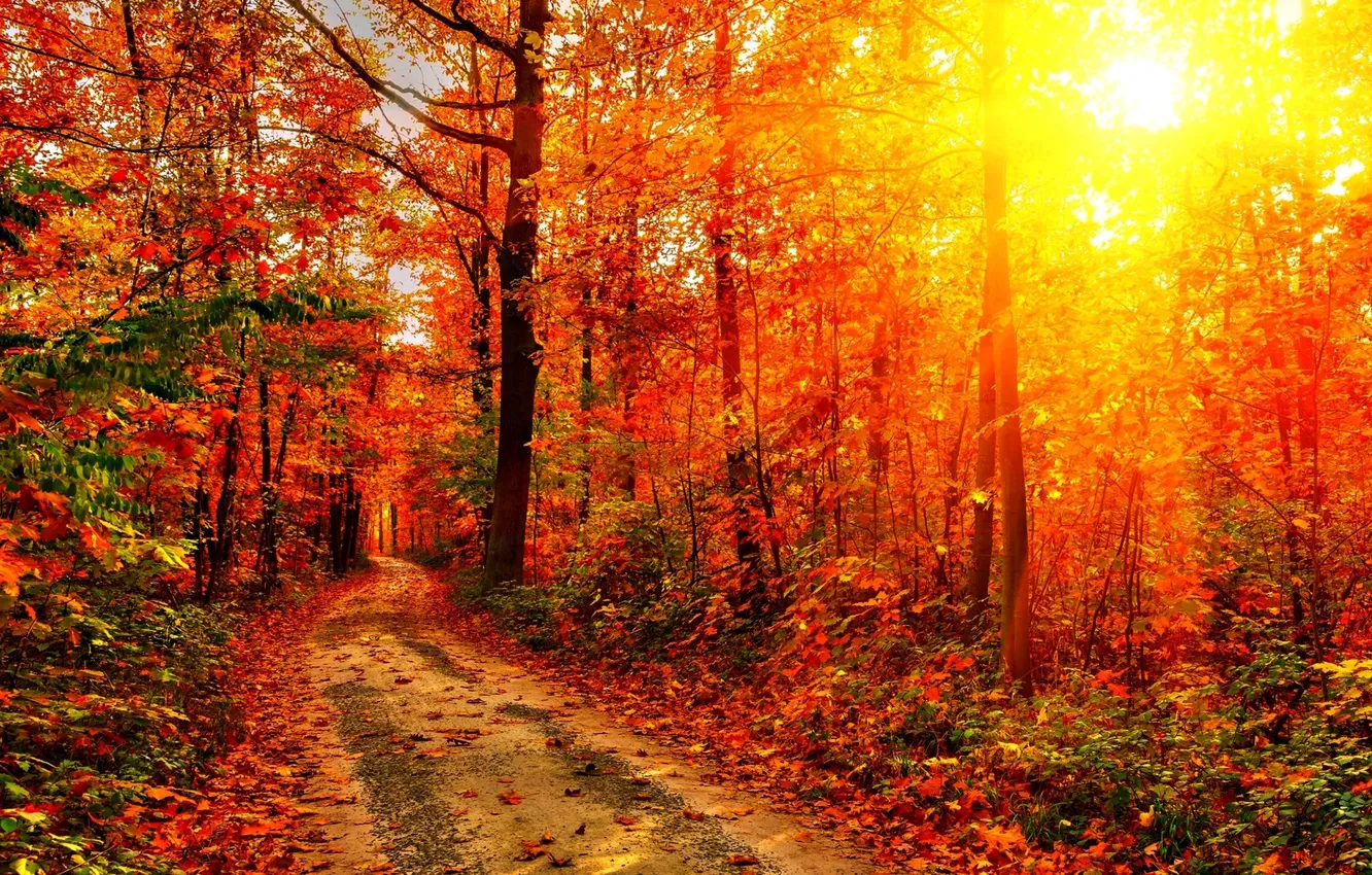 Photo wallpaper road, autumn, forest, leaves, the sun, rays, trees, sunset
