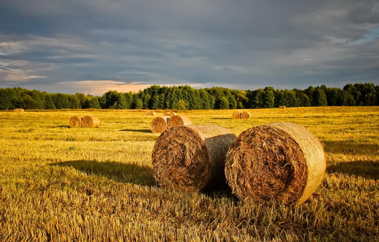 Photo wallpaper straw, summer, nature, Belarus, strict sena