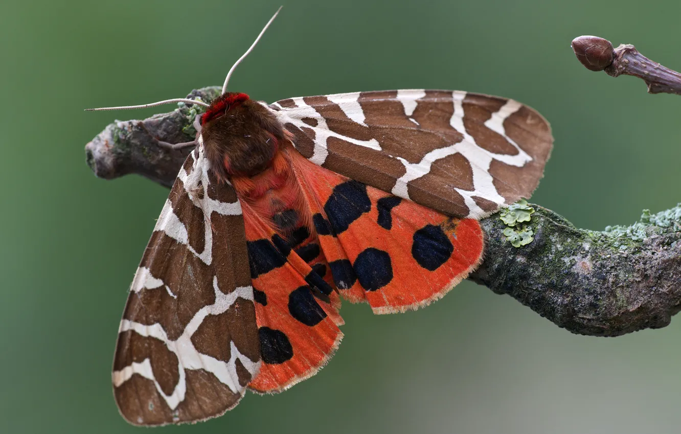 Photo wallpaper branches, pattern, butterfly, wings, insect, Wallpaper from lolita777