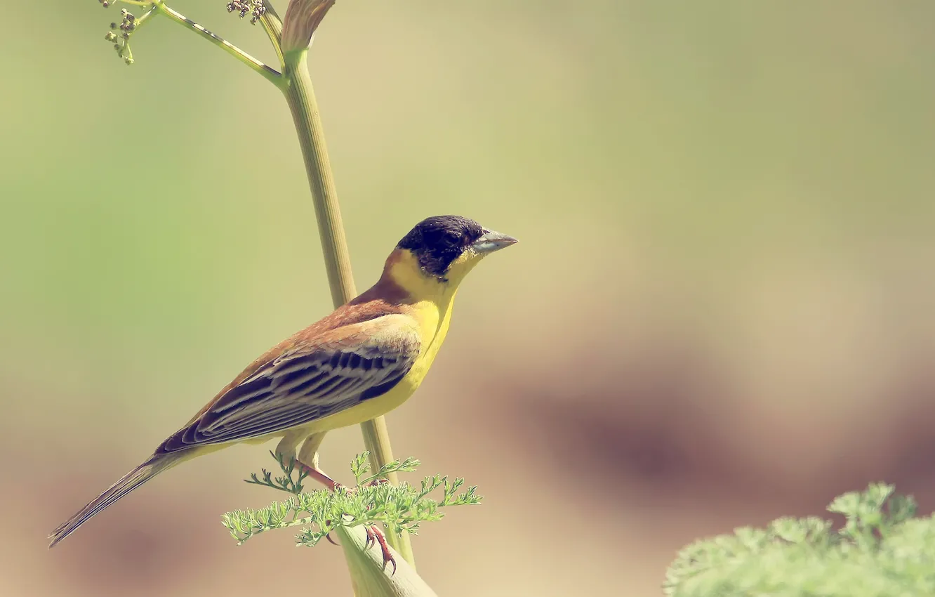 Photo wallpaper branches, yellow, background, bird, Wallpaper, bird, wallpapers, blurred