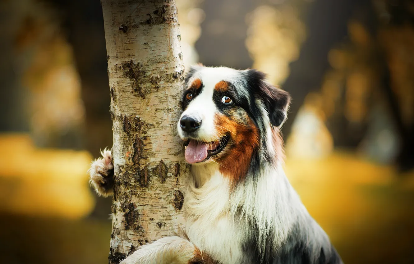 Photo wallpaper trees, each, dog