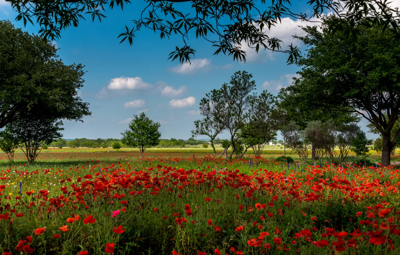 Photo wallpaper field, summer, grass, trees, flowers, Maki, red, USA