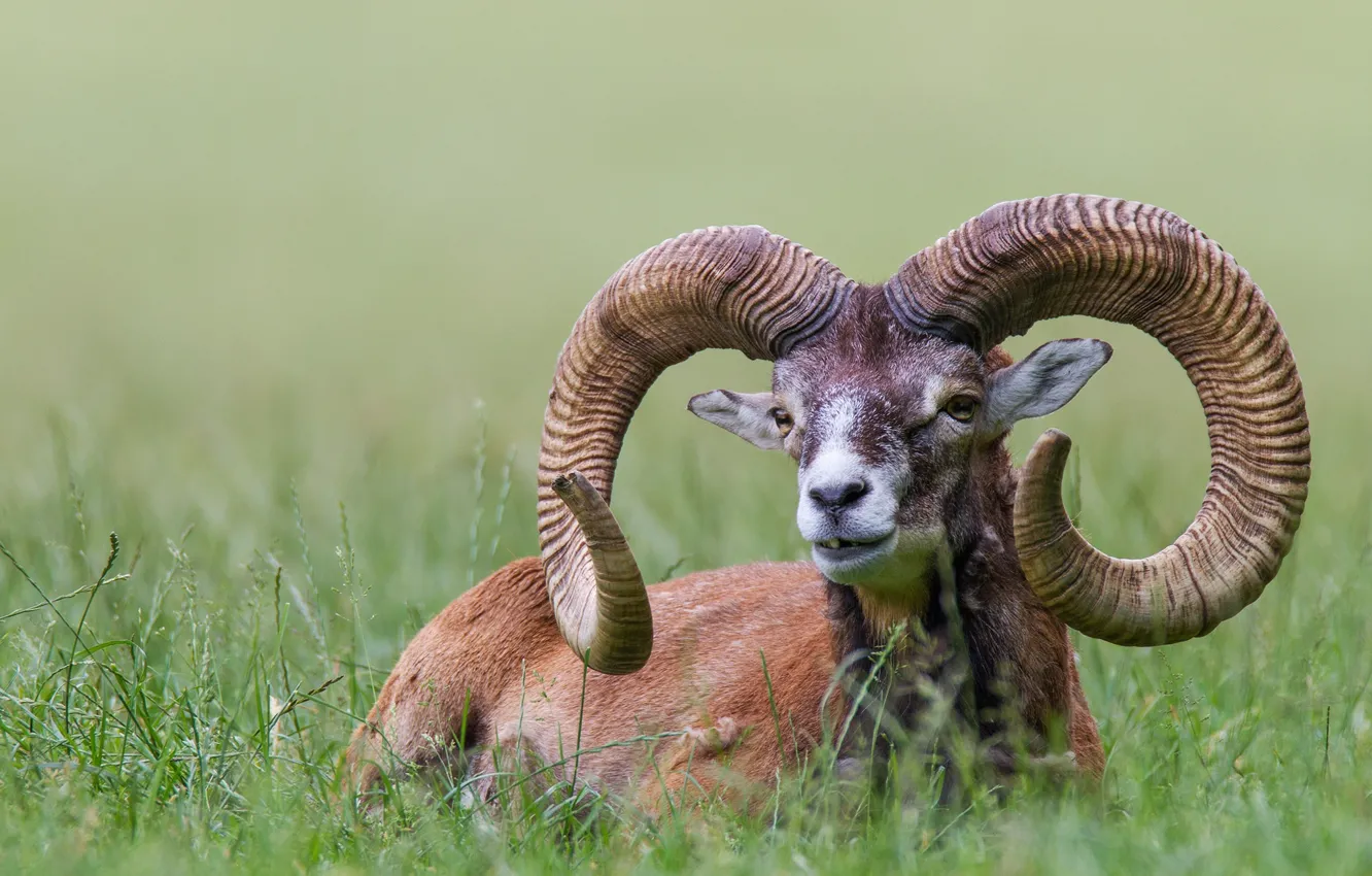 Photo wallpaper grass, Bayern, horns, handsome, European, reserve, mouflon, The POI