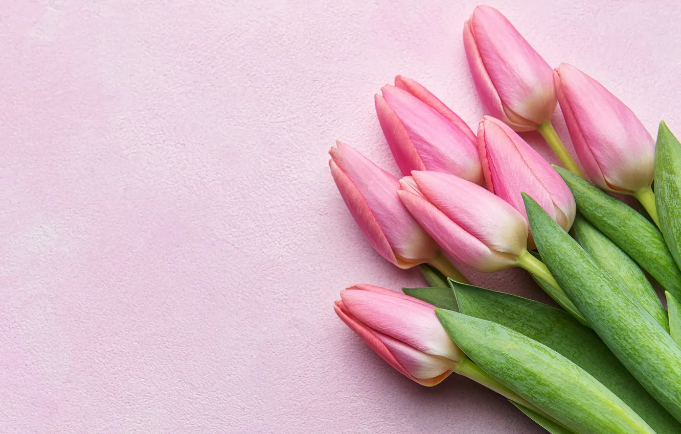 Photo wallpaper flowers, bouquet, tulips, pink, flowers, tulips, spring, bouquet