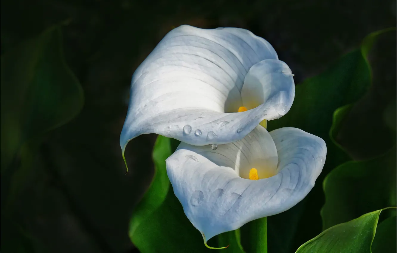 Photo wallpaper leaves, flowers, white, Duo, Calla lilies