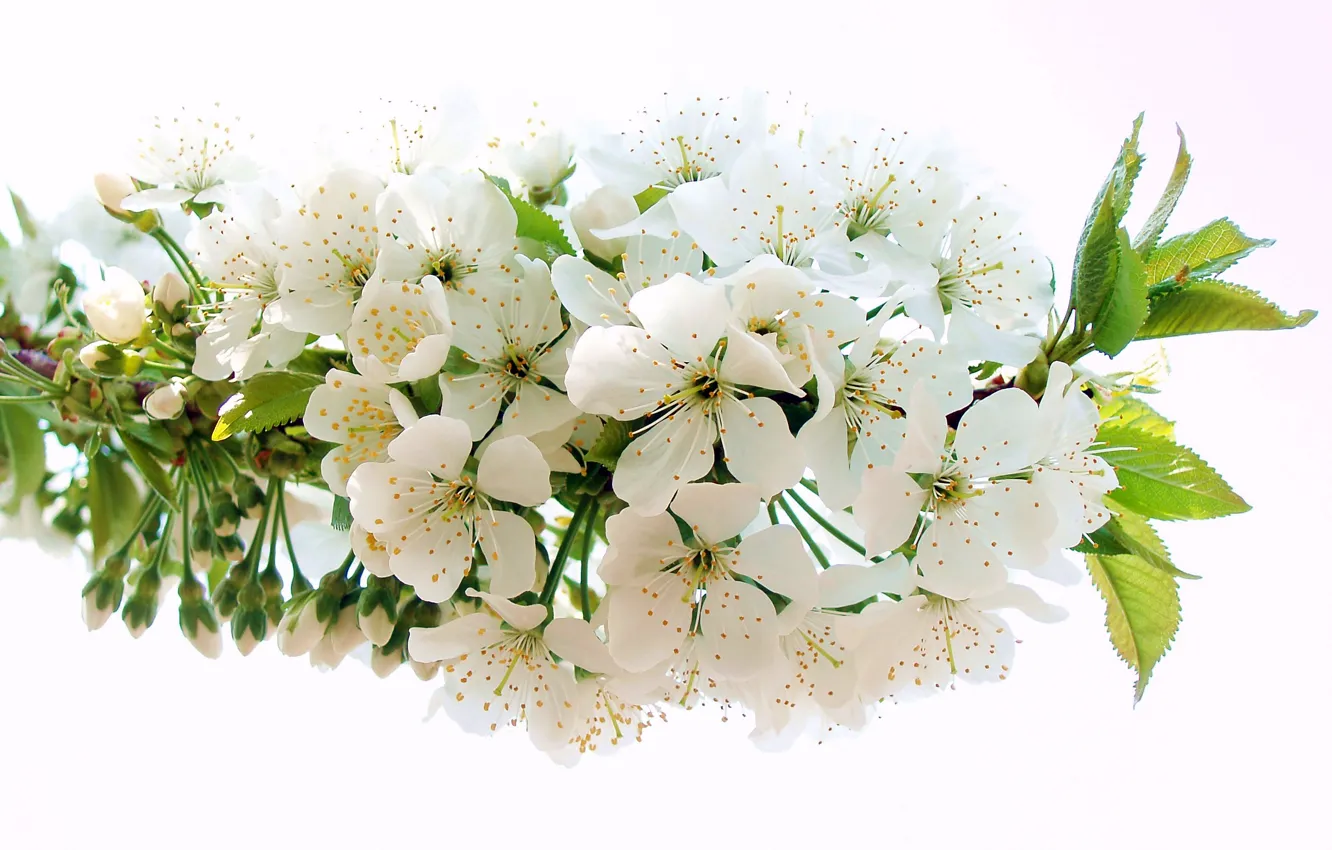 Photo wallpaper white, flower, cherry, branch, spring, petals, stamens, flowering