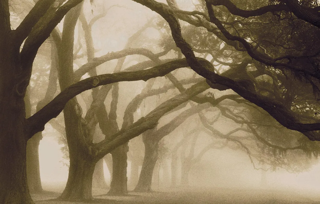 Photo wallpaper trees, fog, Trees in the fog