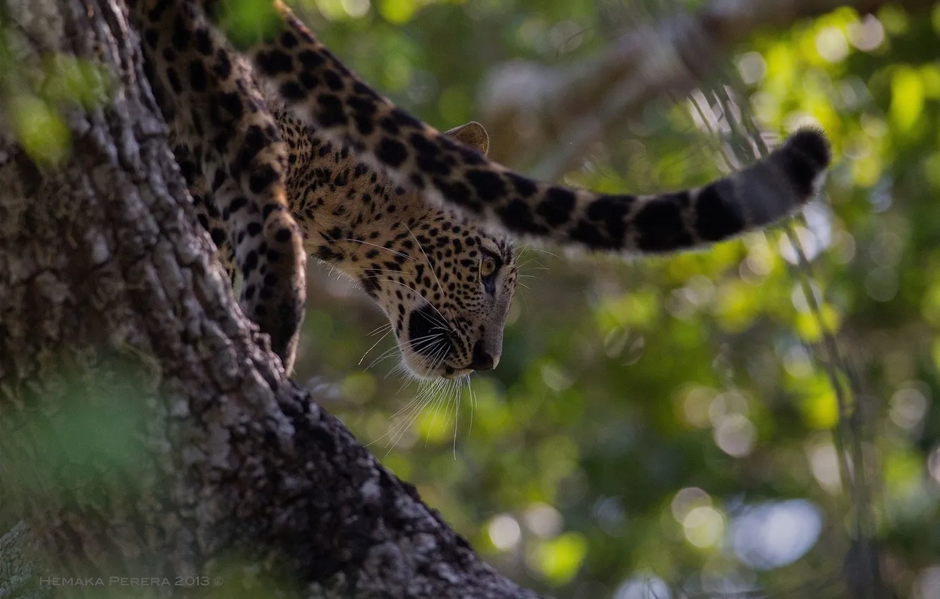 Photo wallpaper face, tree, predator, leopard, tail, wild cat