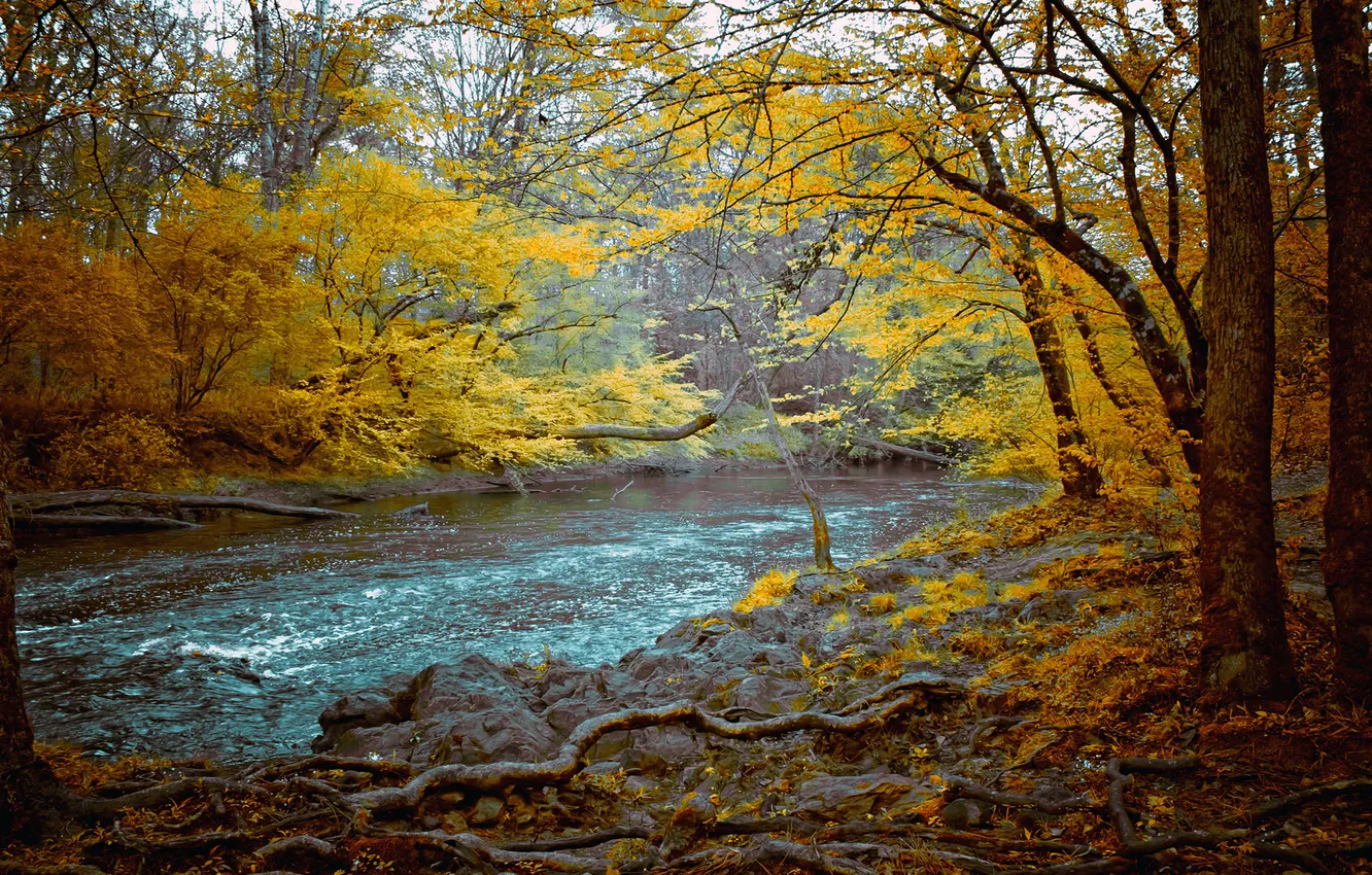 Photo wallpaper autumn, forest, trees, roots, river