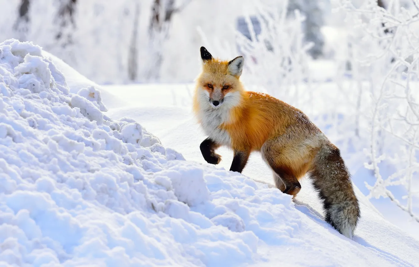 Photo wallpaper winter, snow, Fox, red