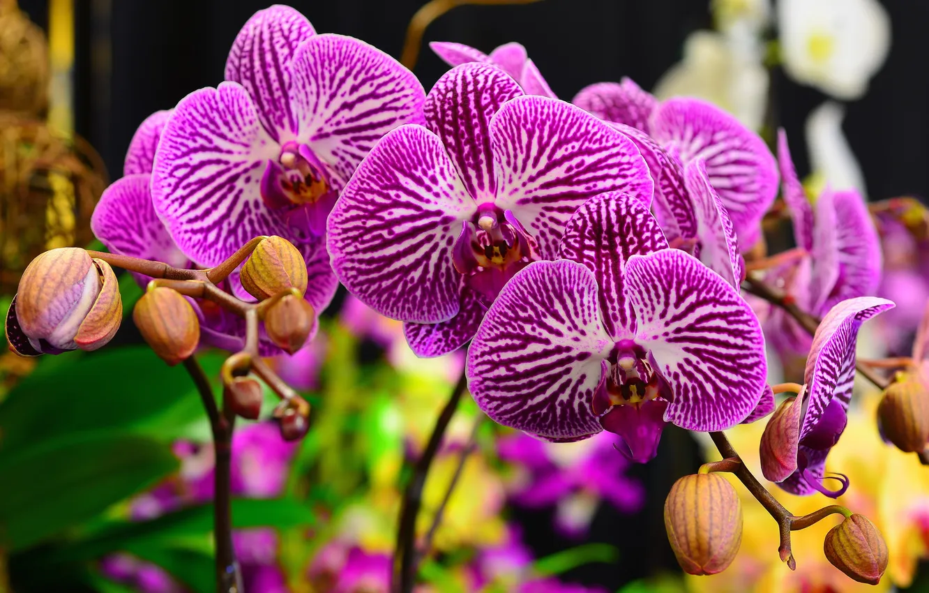 Photo wallpaper macro, branches, nature, plant, petals, Orchid