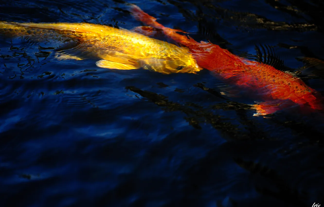 Photo wallpaper water, fish, pond, carp, gold