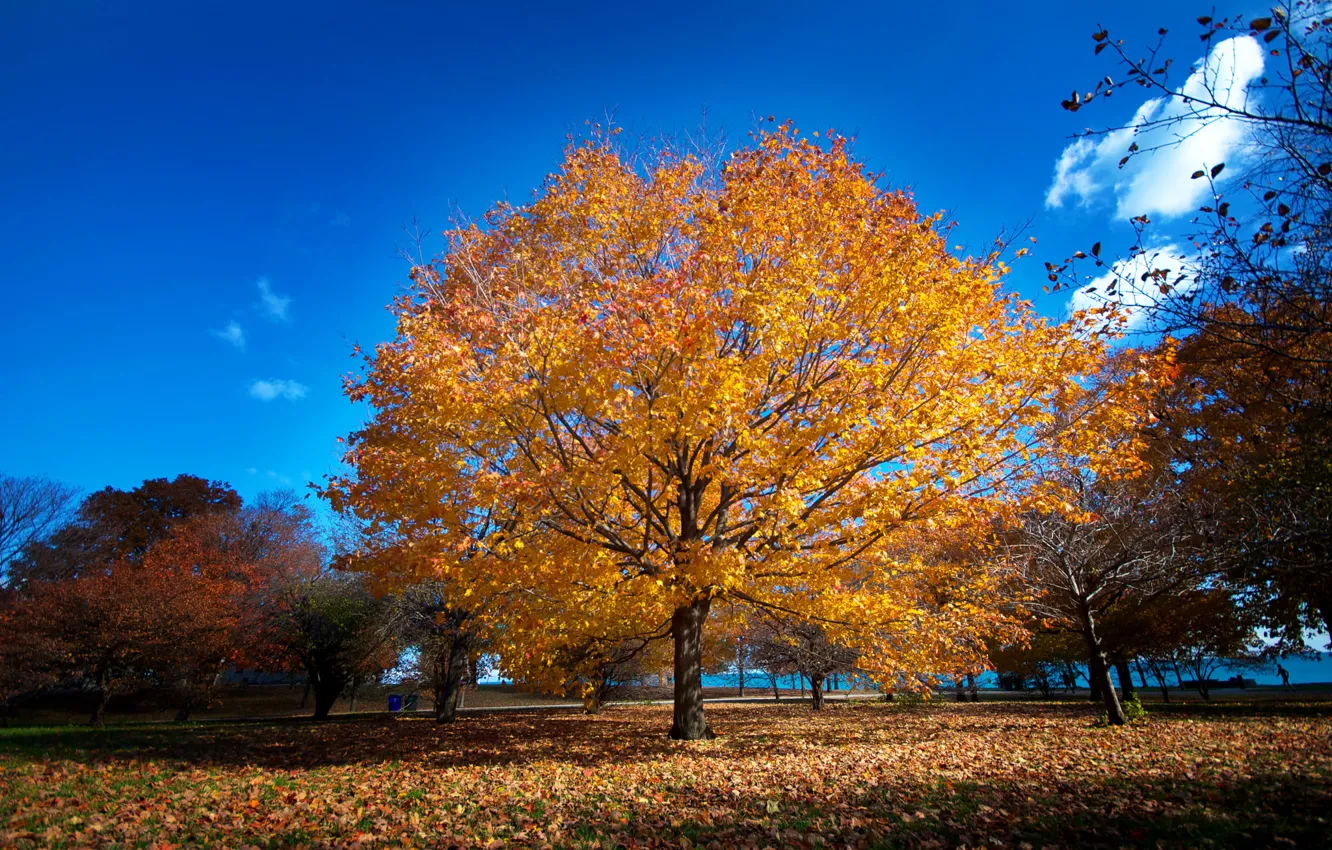 Photo wallpaper autumn, Park, Chicago, promenade