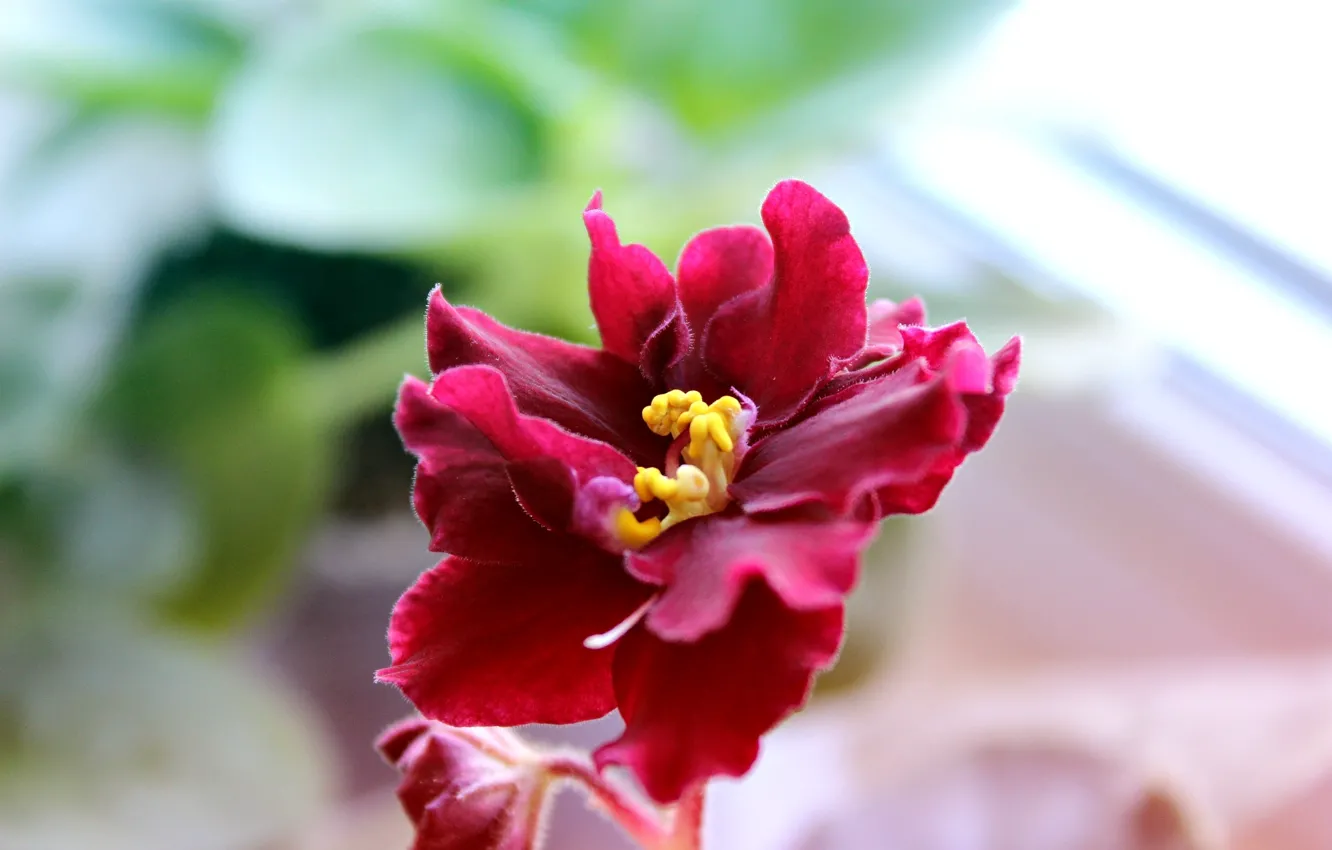 Photo wallpaper flower, pot, daylight, red petals