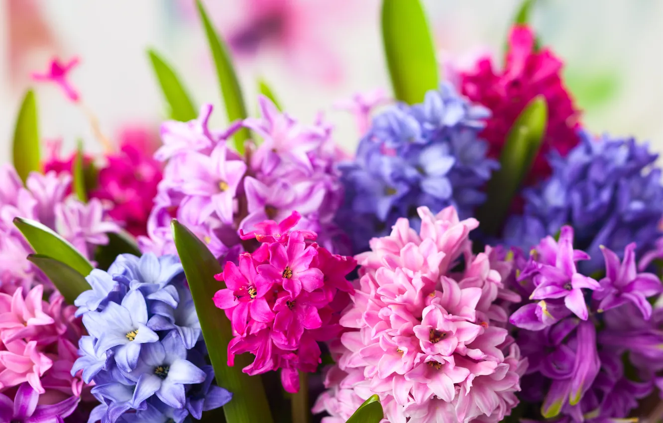 Photo wallpaper flowers, flowers, hyacinths, hyacinths