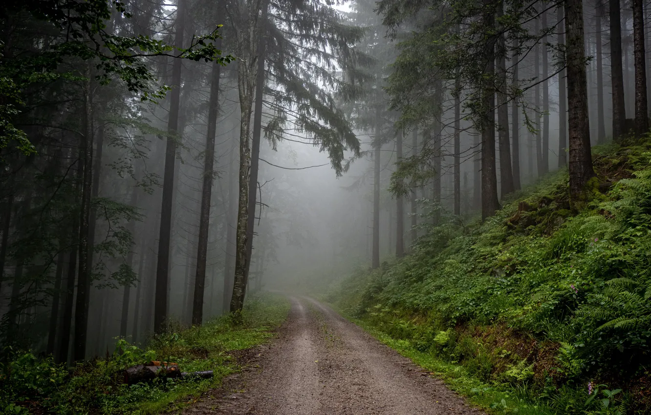 Photo wallpaper road, forest, grass, leaves, trees, branches, nature, fog