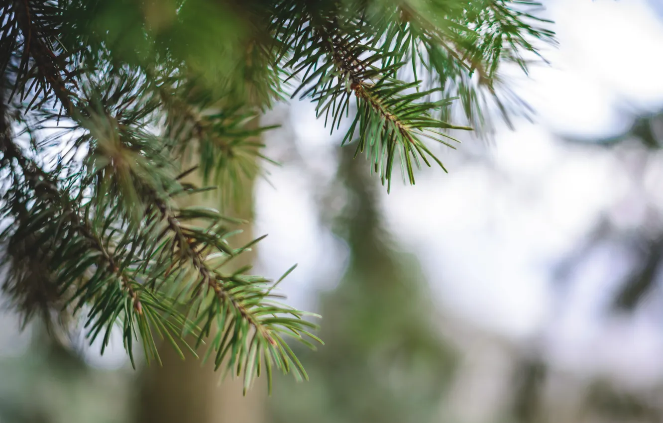 Photo wallpaper trees, needles, spruce, The Botanical garden