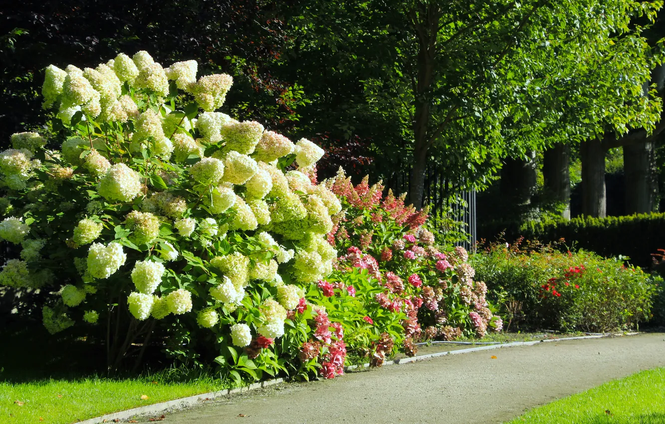 Photo wallpaper flower, garden, alley