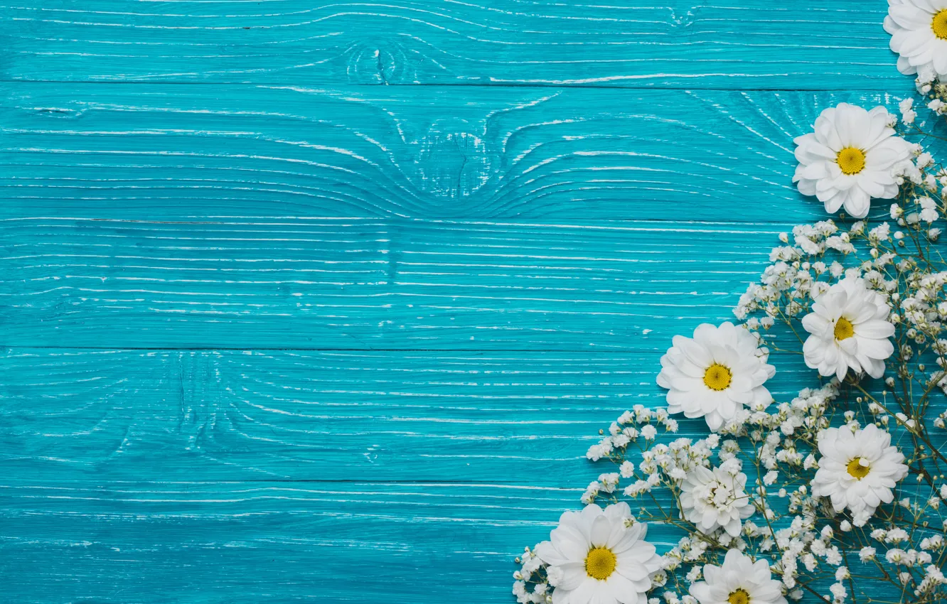 Photo wallpaper flowers, background, chrysanthemum, flowers, background, chrysanthemums