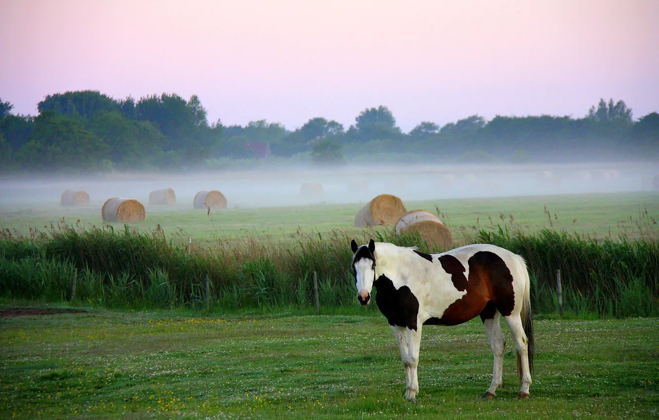 Photo wallpaper morning, horse, fog, hay, field, horse, bales, Kip
