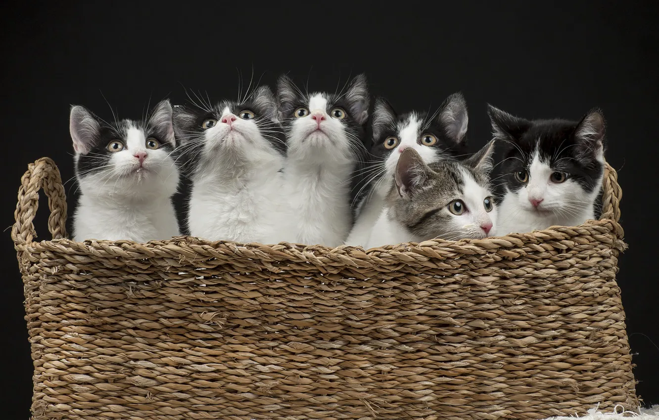 Photo wallpaper cats, the dark background, kittens, kids, basket, a lot, clones, black and white