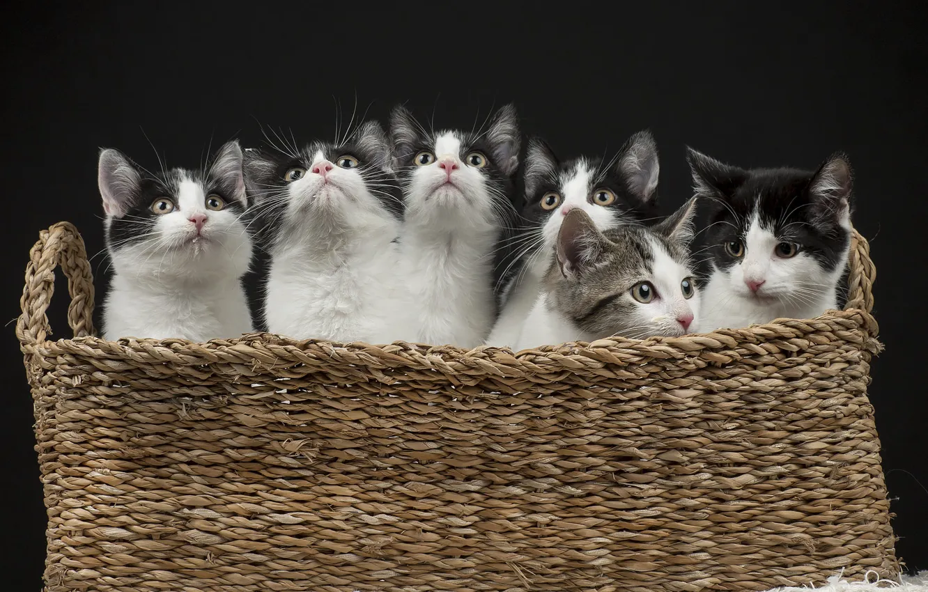Photo wallpaper cat, the dark background, baby, black and white, kitty, face, basket, clone